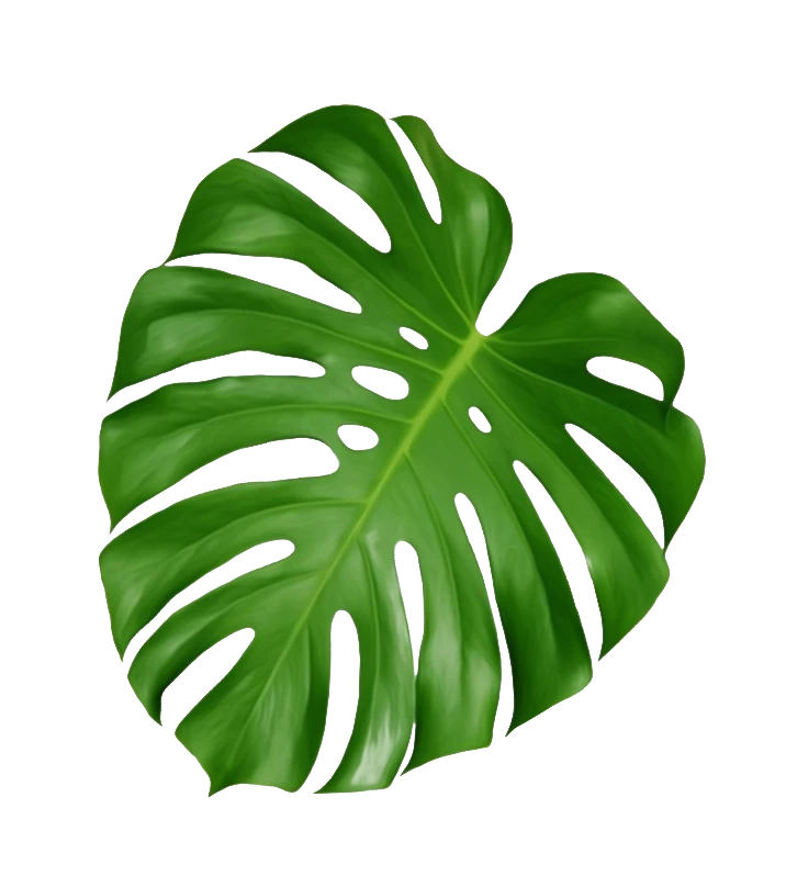 Monstera Blatt
